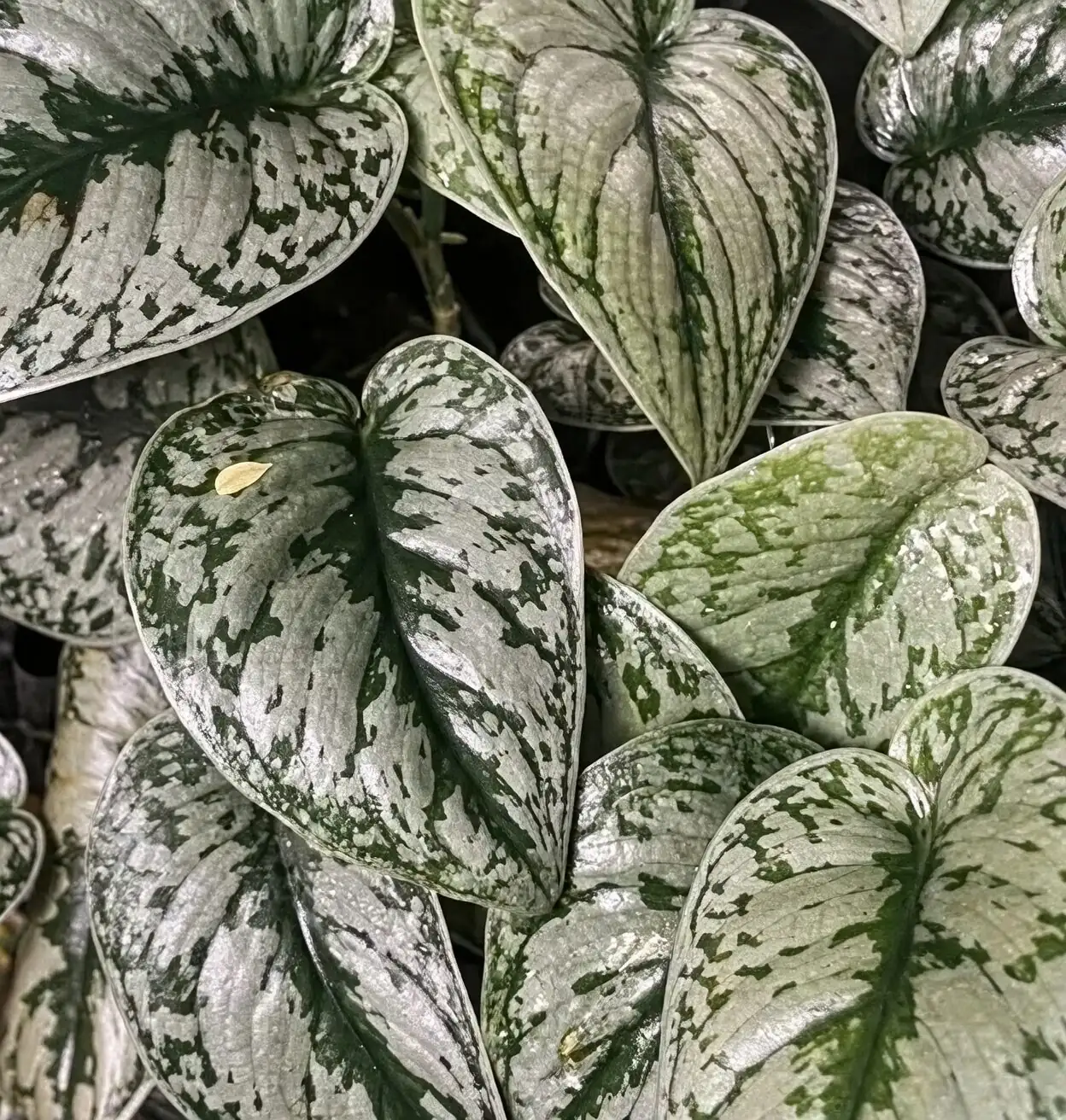 watermelon peperomia with scindapsus pictus