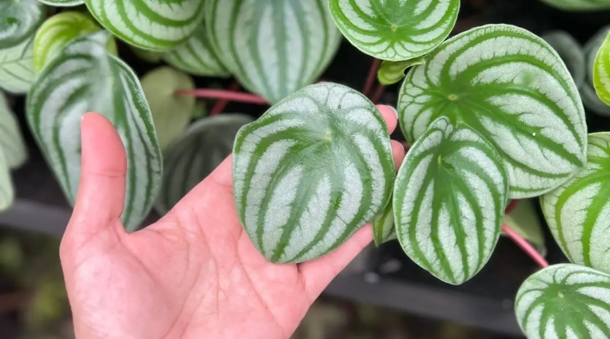 watermelon peperomia hand shadow test