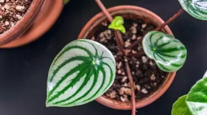 watermelon peperomia leaf close-up