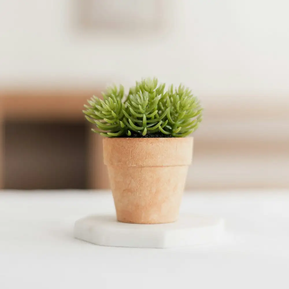 watermelon peperomia small terracotta pot