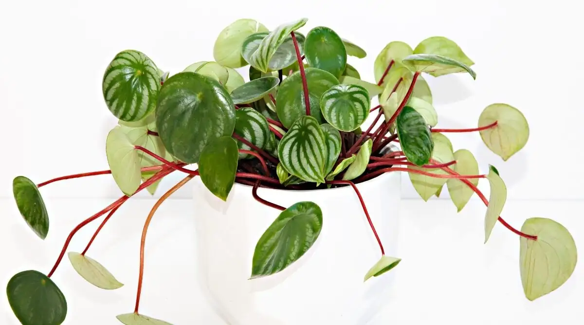 watermelon peperomia white pot windowsill