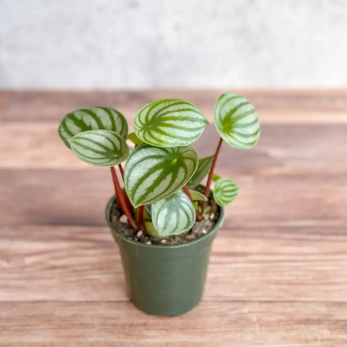 watermelon peperomia wooden stand shelf