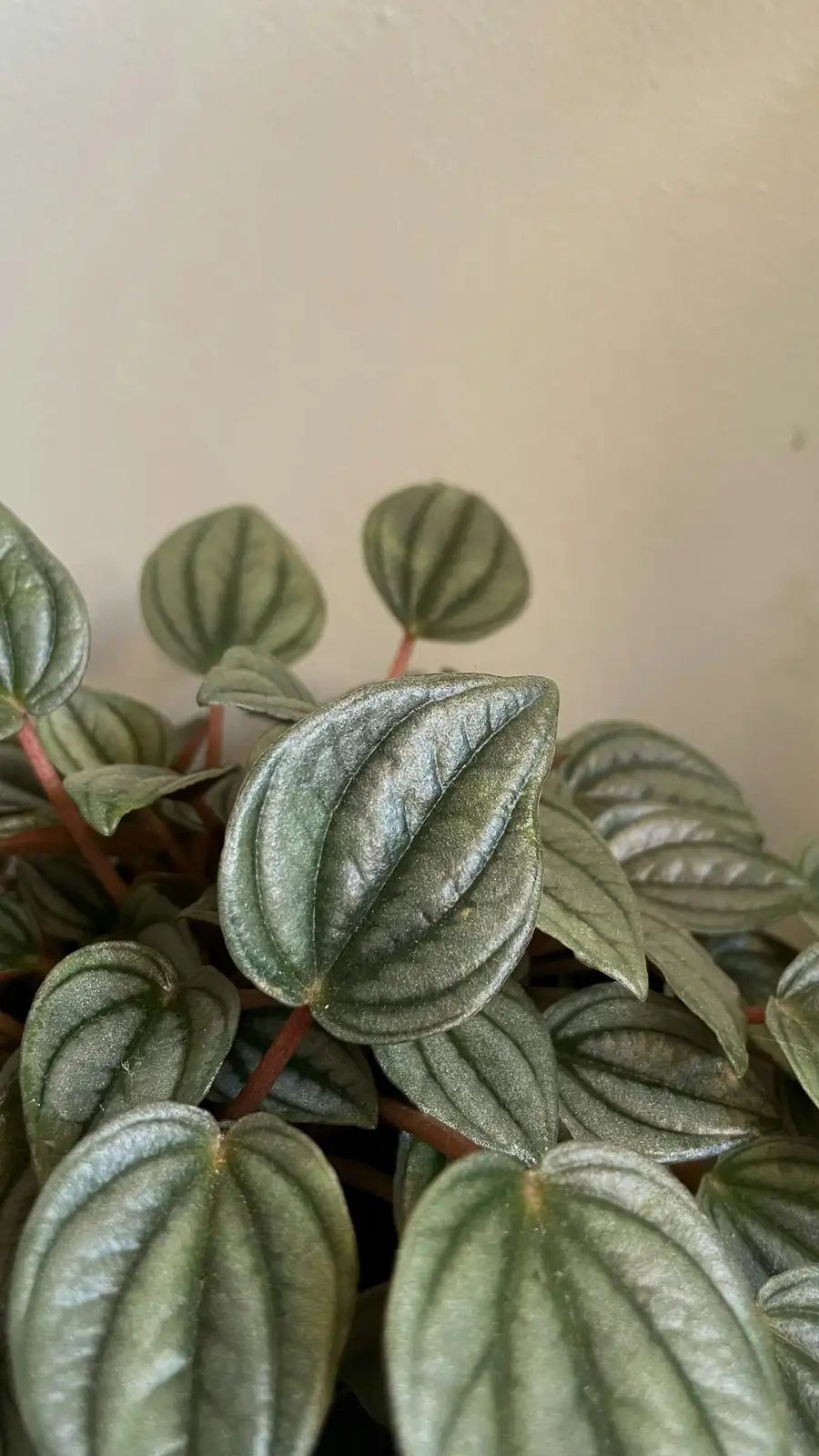watermelon peperomia leaf close-up
