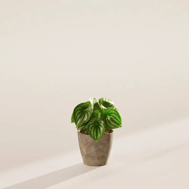 watermelon peperomia with ferns window