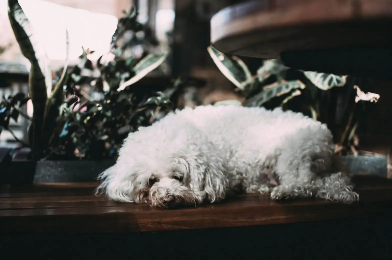 watermelon peperomia wall shelf dog