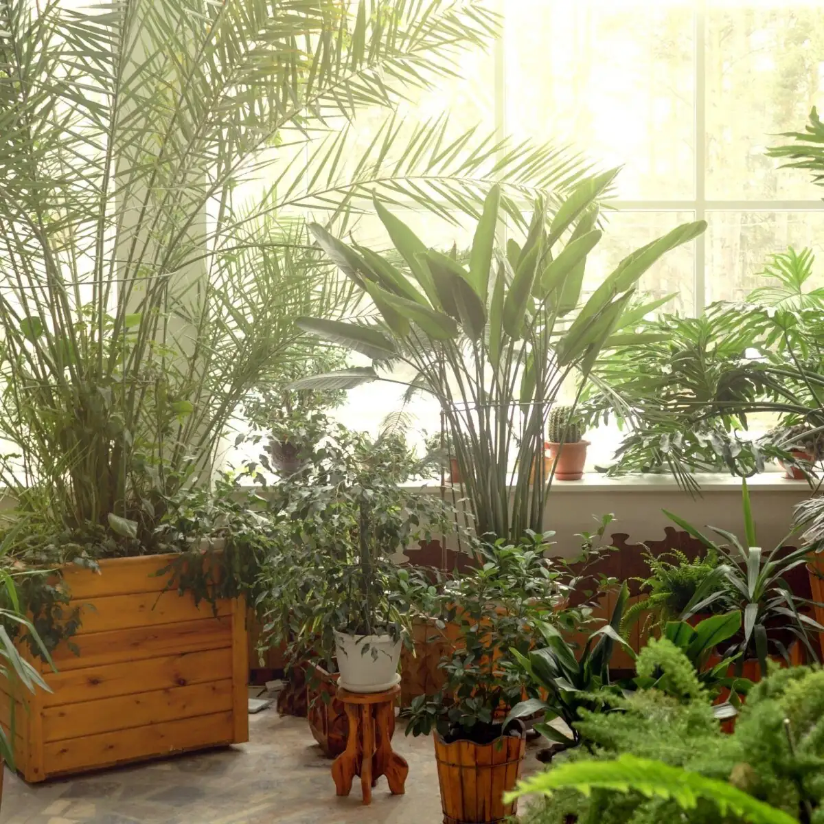 Bright but Gentle: The No-Drama Care Playbook for Buddhist Pine (Soil vs. Water Culture)