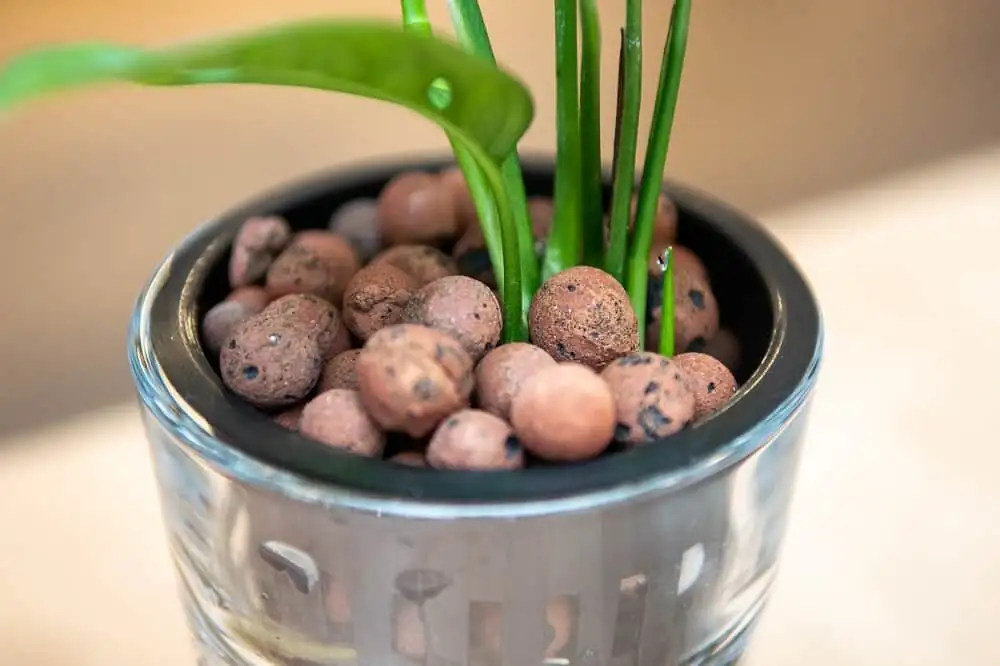 podocarpus LECA glass vase roots