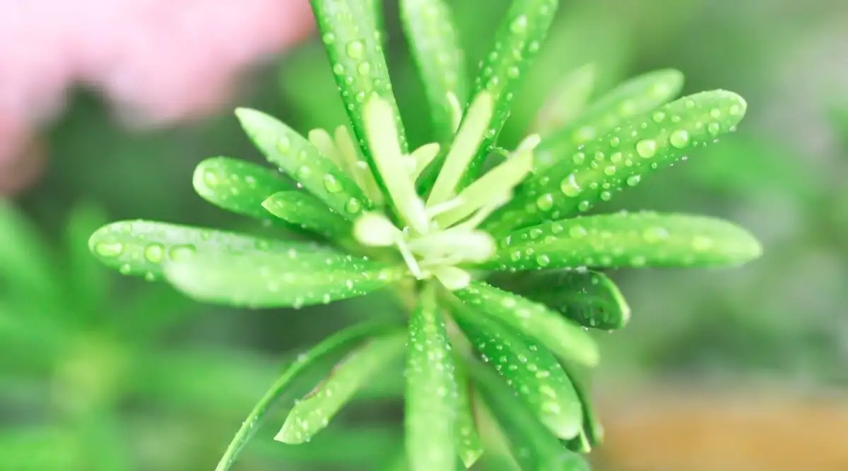 podocarpus scale insects close-up