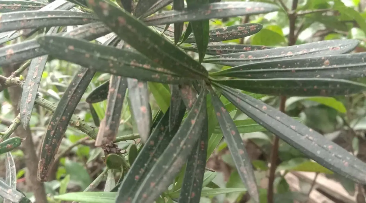 podocarpus leaf spot pruning