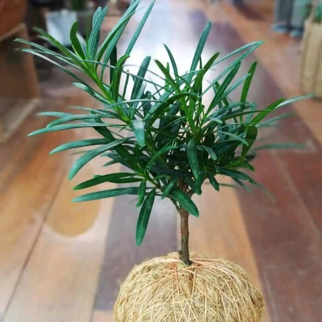 podocarpus tip pruning indoors