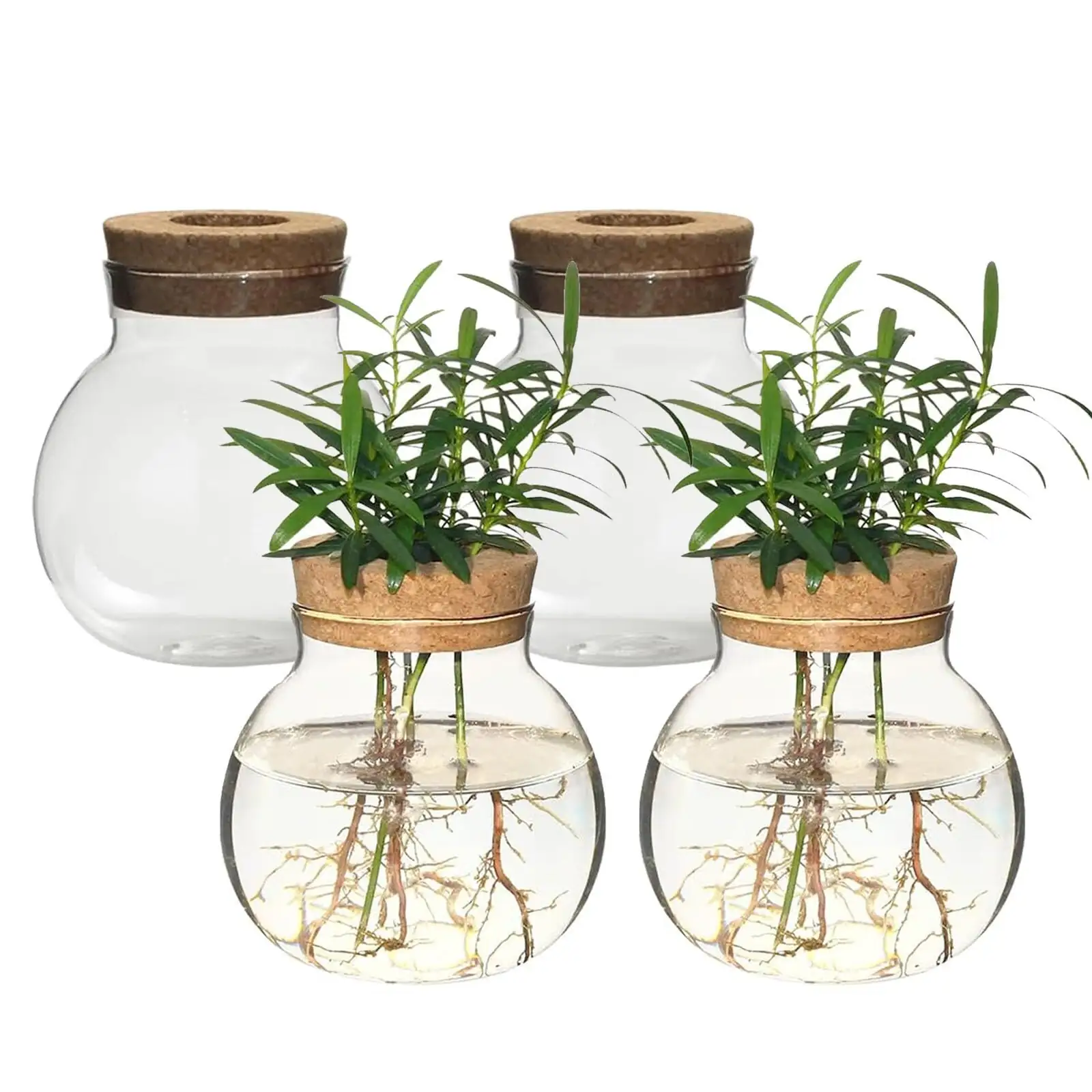 podocarpus hydroponic glass vase