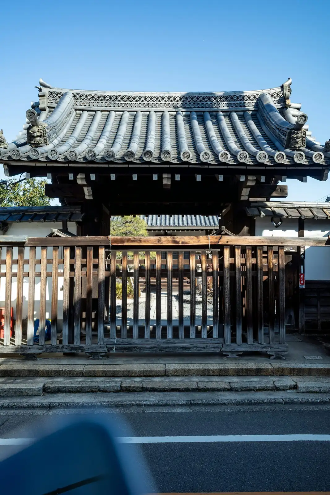 From Temple Courtyards to City Desktops: The Unexpected Journey of Buddhist Pine