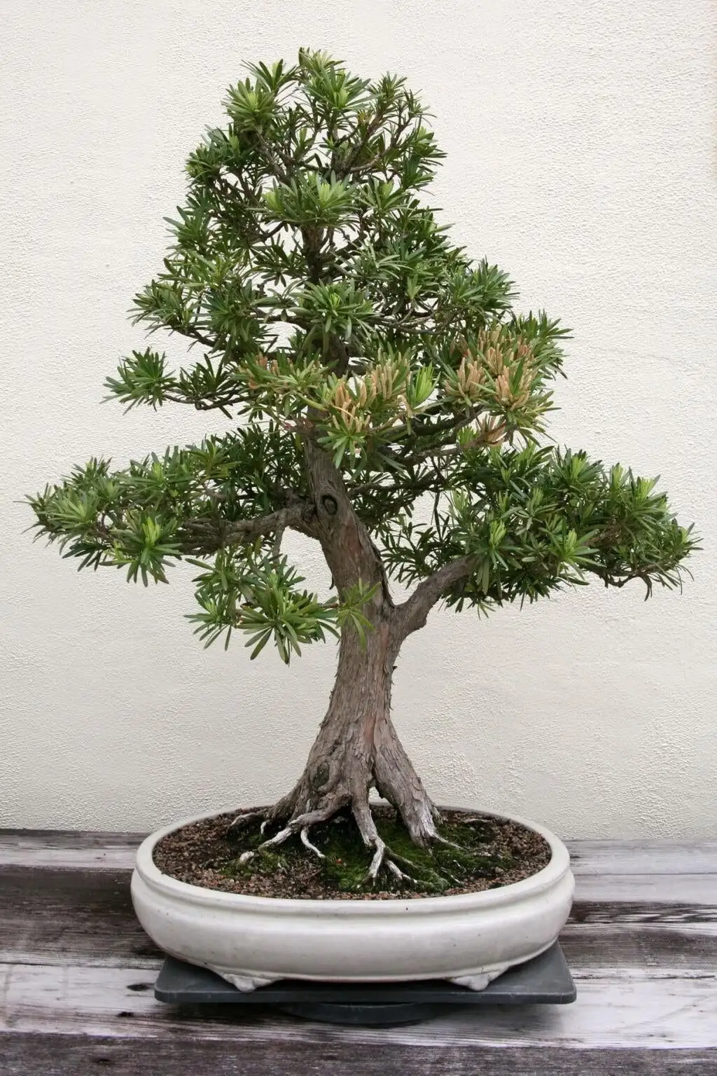 buddhist pine indoor windowsill pot