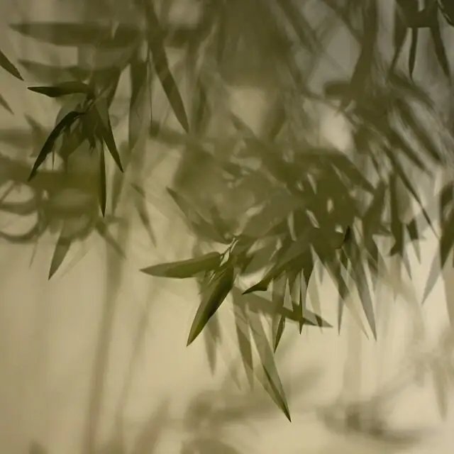 buddhist pine bright window sheer curtain