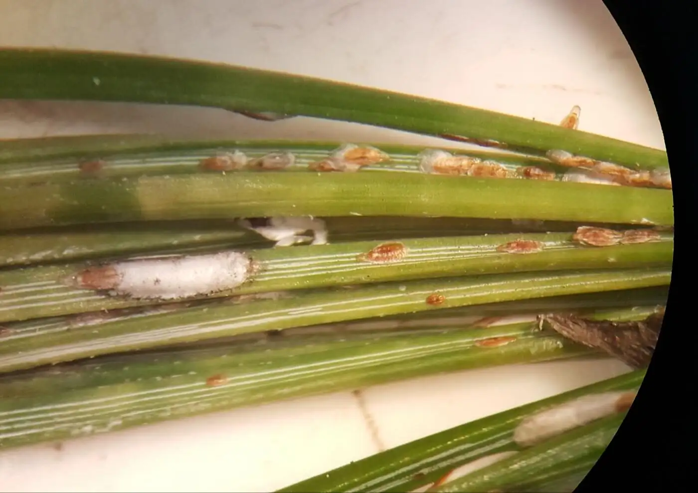 buddhist pine scale insects close-up