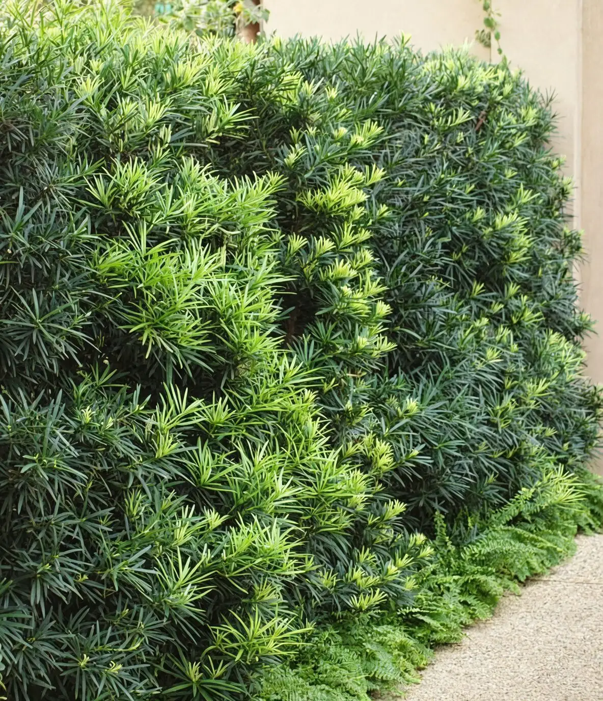 podocarpus cones arils close up