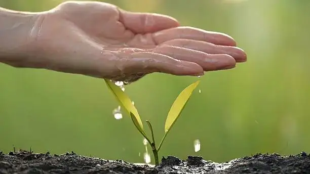 buddhist pine water culture leca