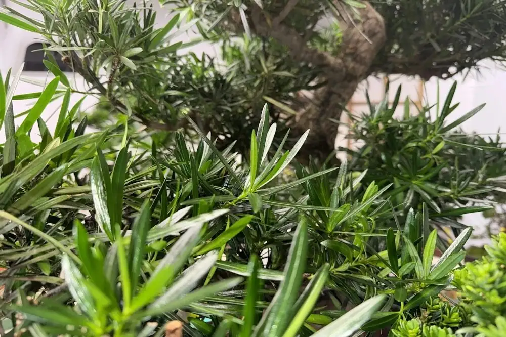 buddhist pine outdoor frost