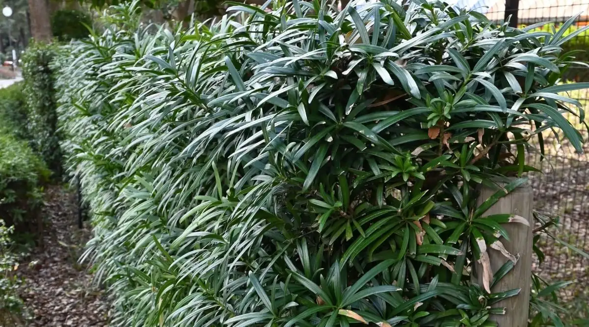Flower Language and Feng Shui of Buddhist Pine: Longevity, Guardianship, and How Temples Made It Auspicious