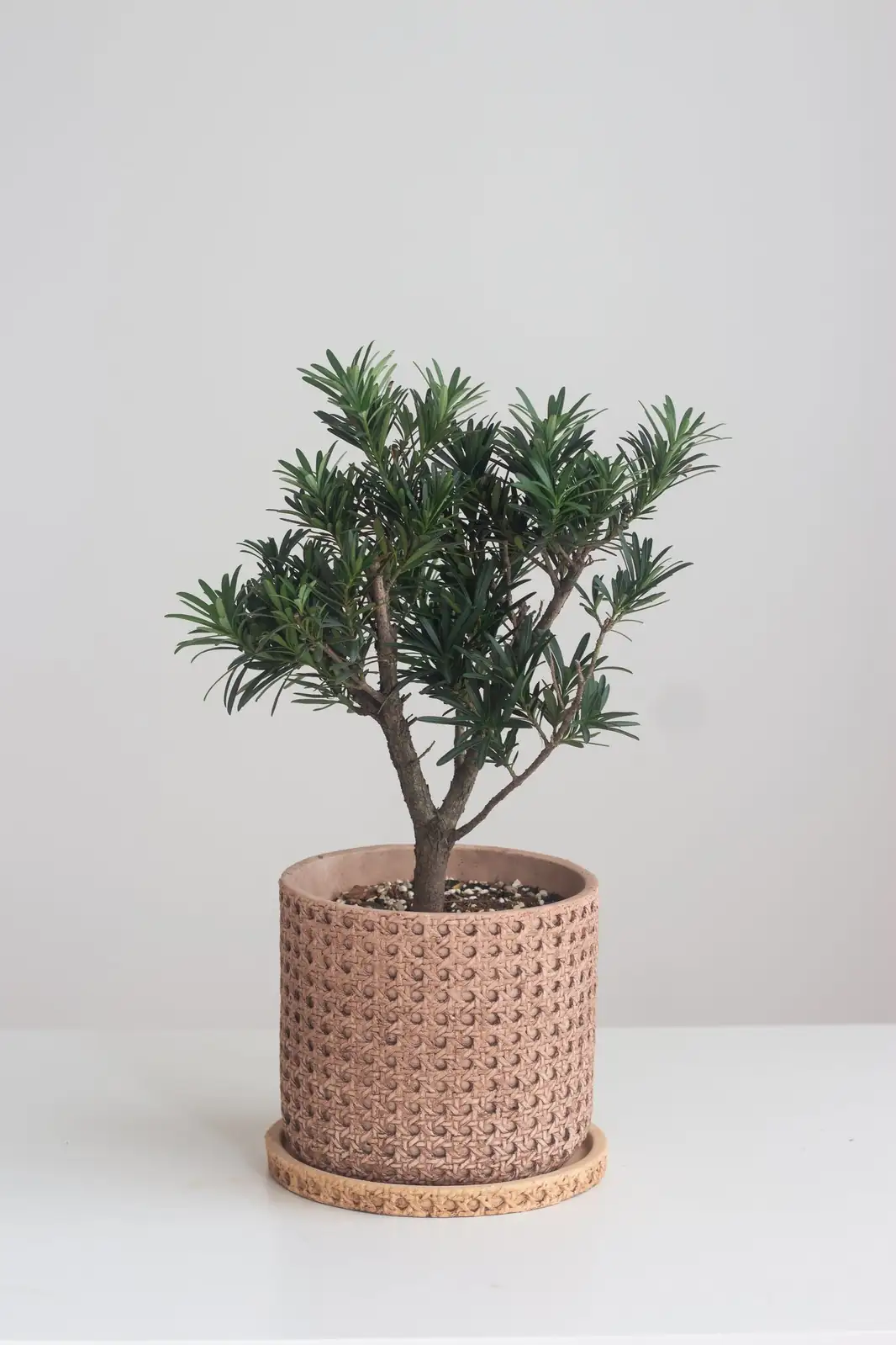 buddhist pine pair at entryway