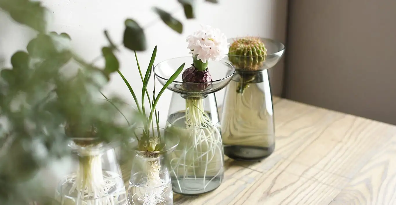 buddhist pine water culture glass vase