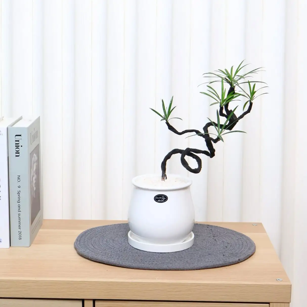 podocarpus charcoal fluted ceramic pot
