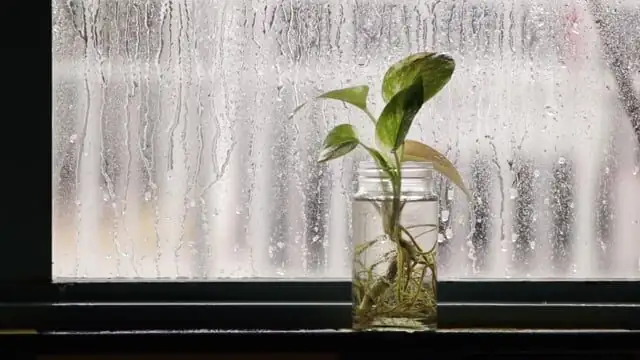podocarpus water culture glass vase desk