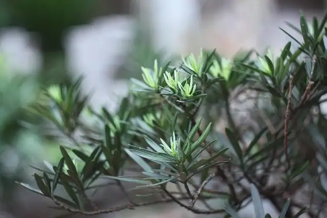 podocarpus semi-ripe tip cutting