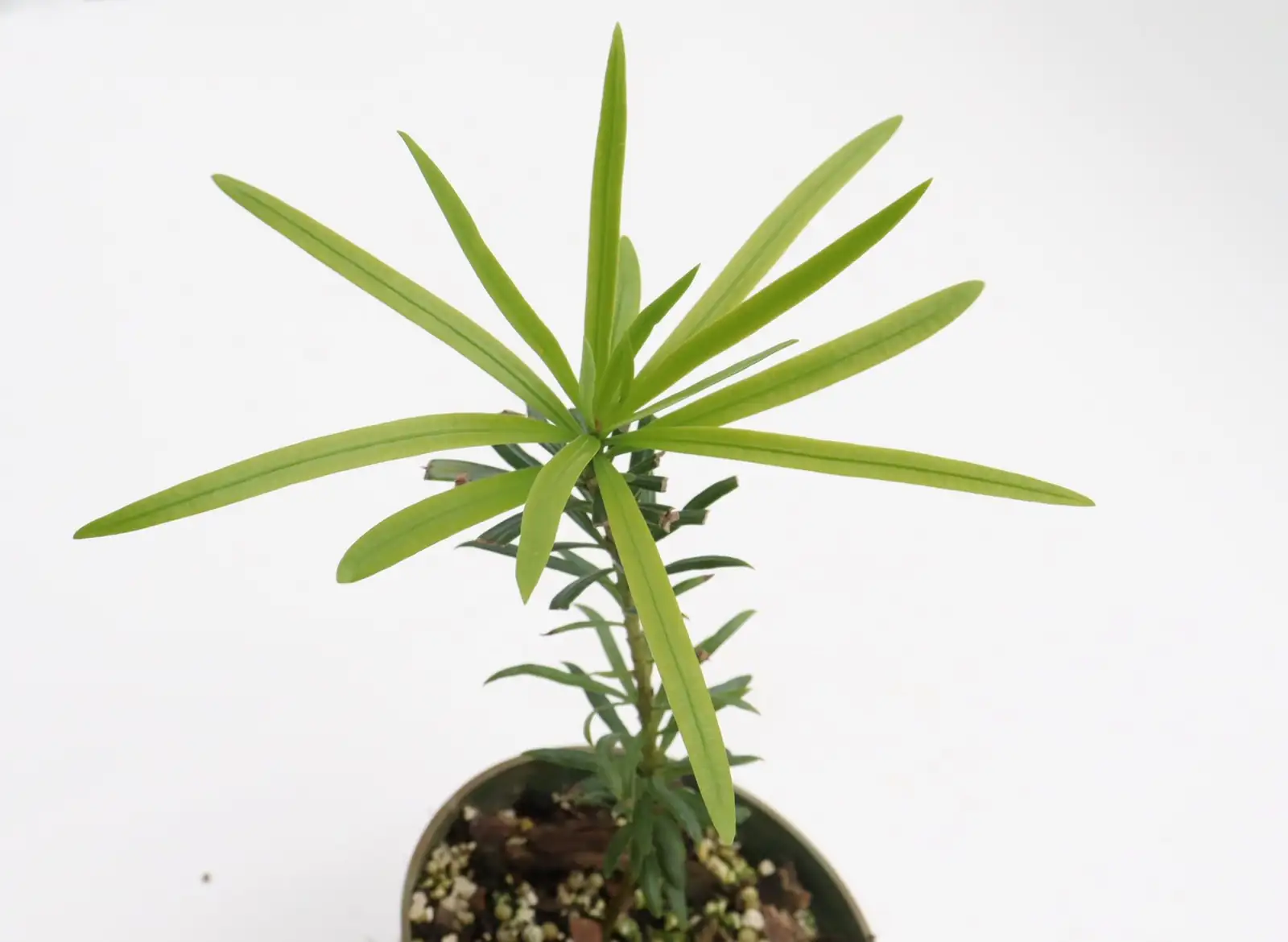 podocarpus seedlings small pots