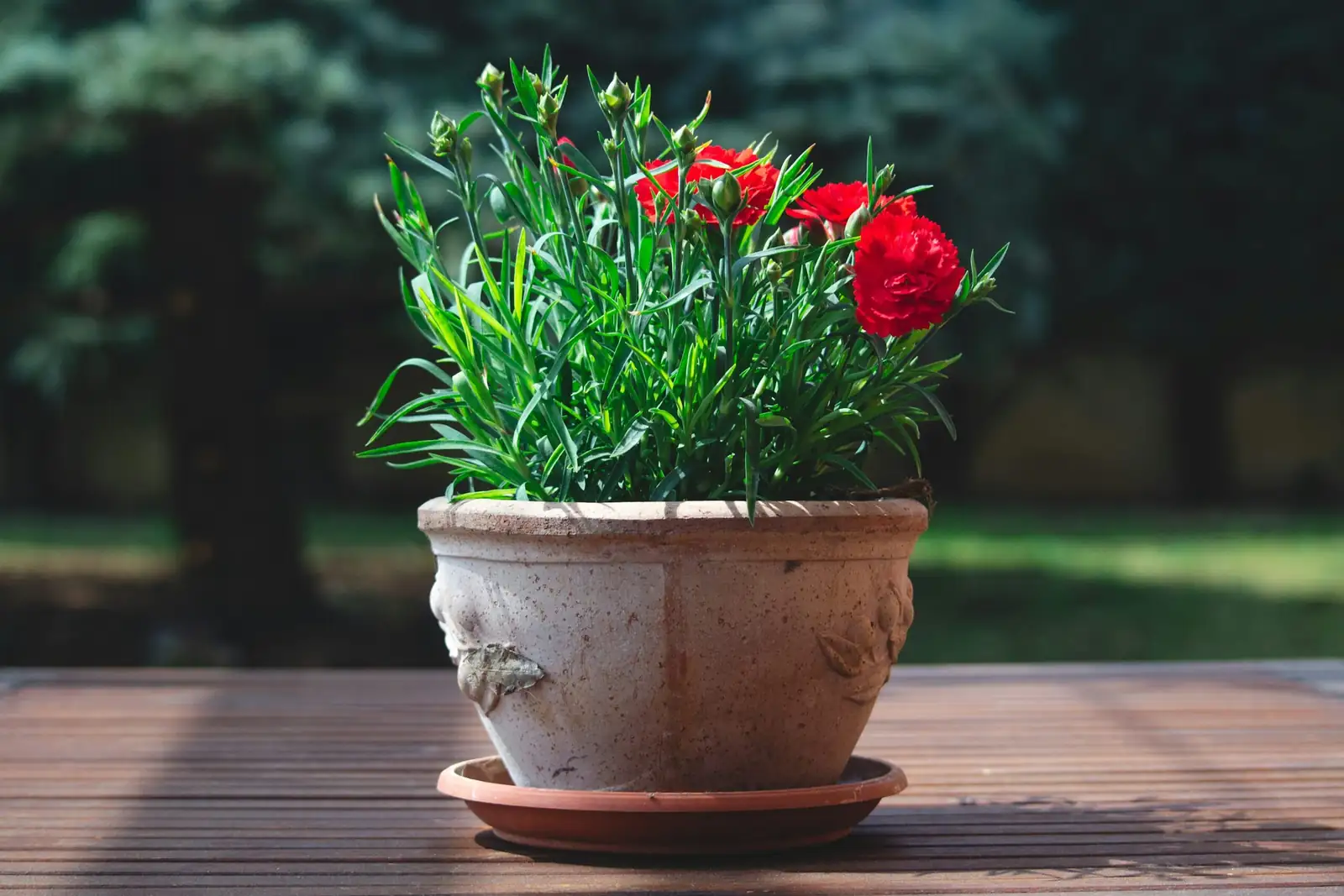 podocarpus pot wrapped with burlap