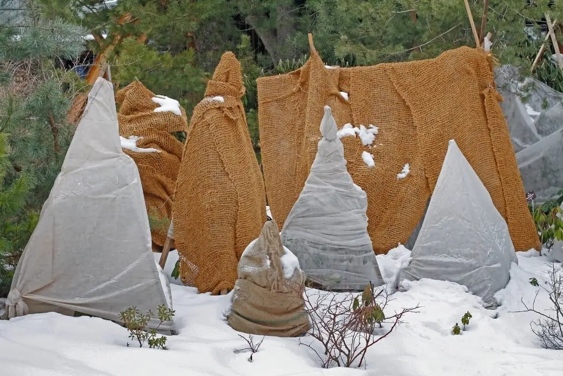 podocarpus frost cloth protection balcony