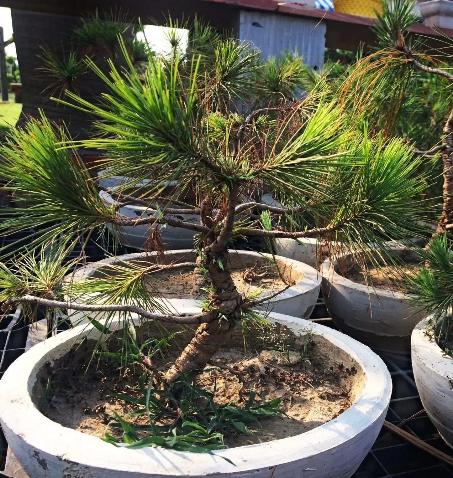 podocarpus winter watering midday