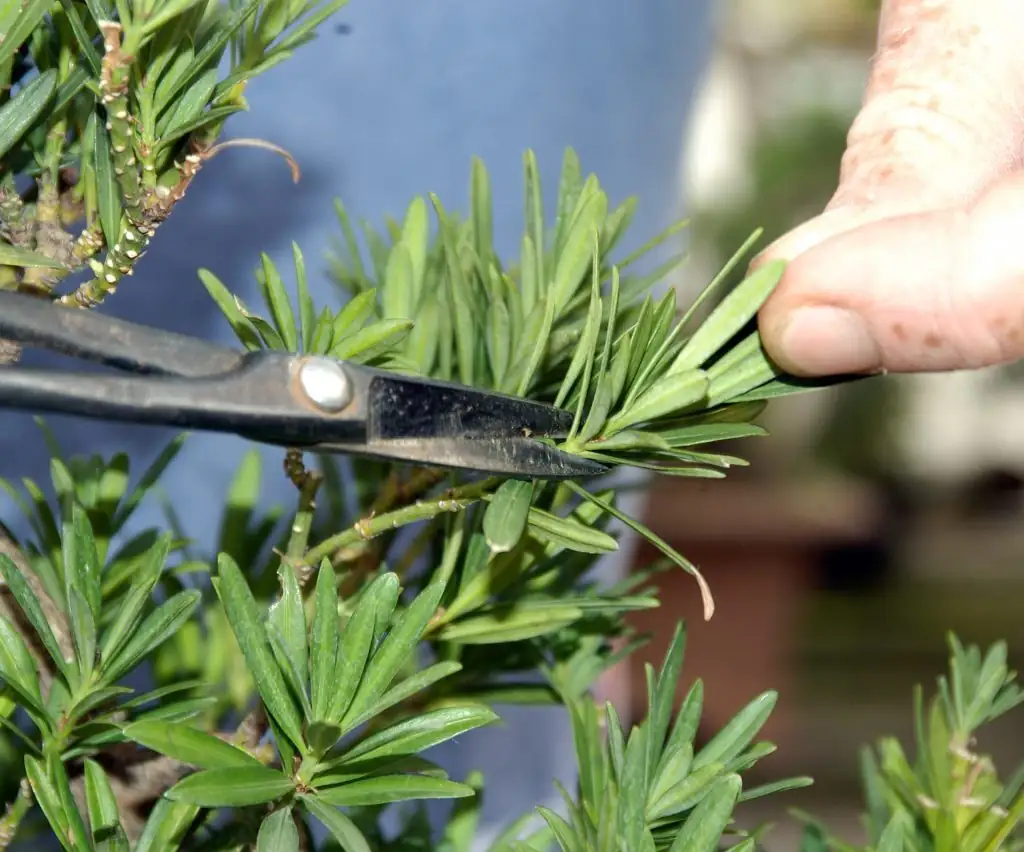 podocarpus tip pinching hands
