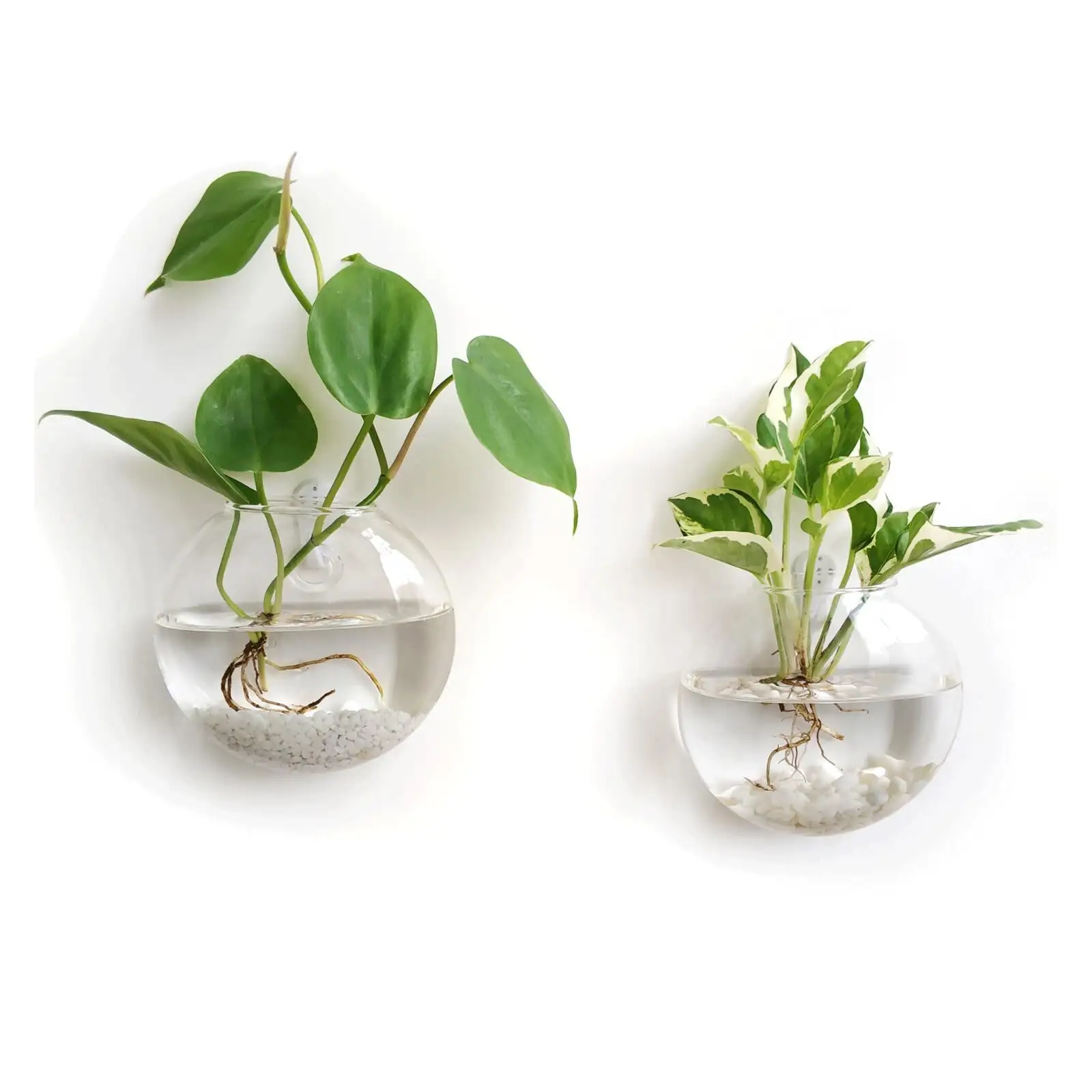 podocarpus hydroponic roots glass vase