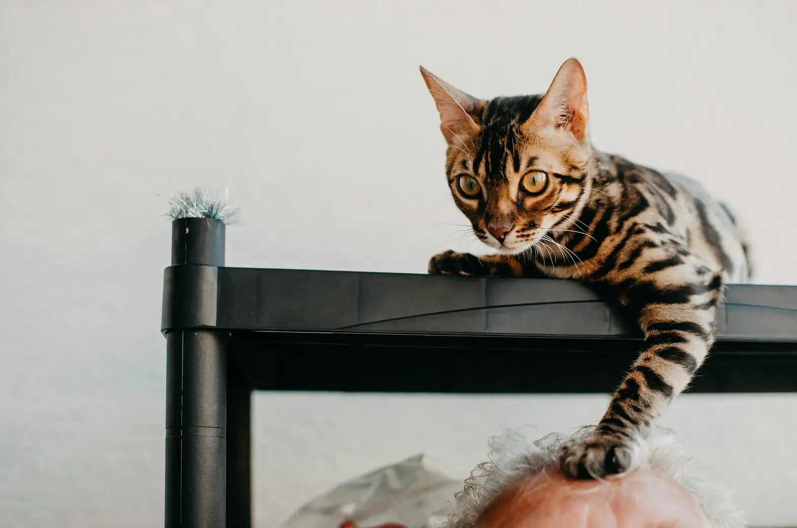 buddhist pine on high shelf cat