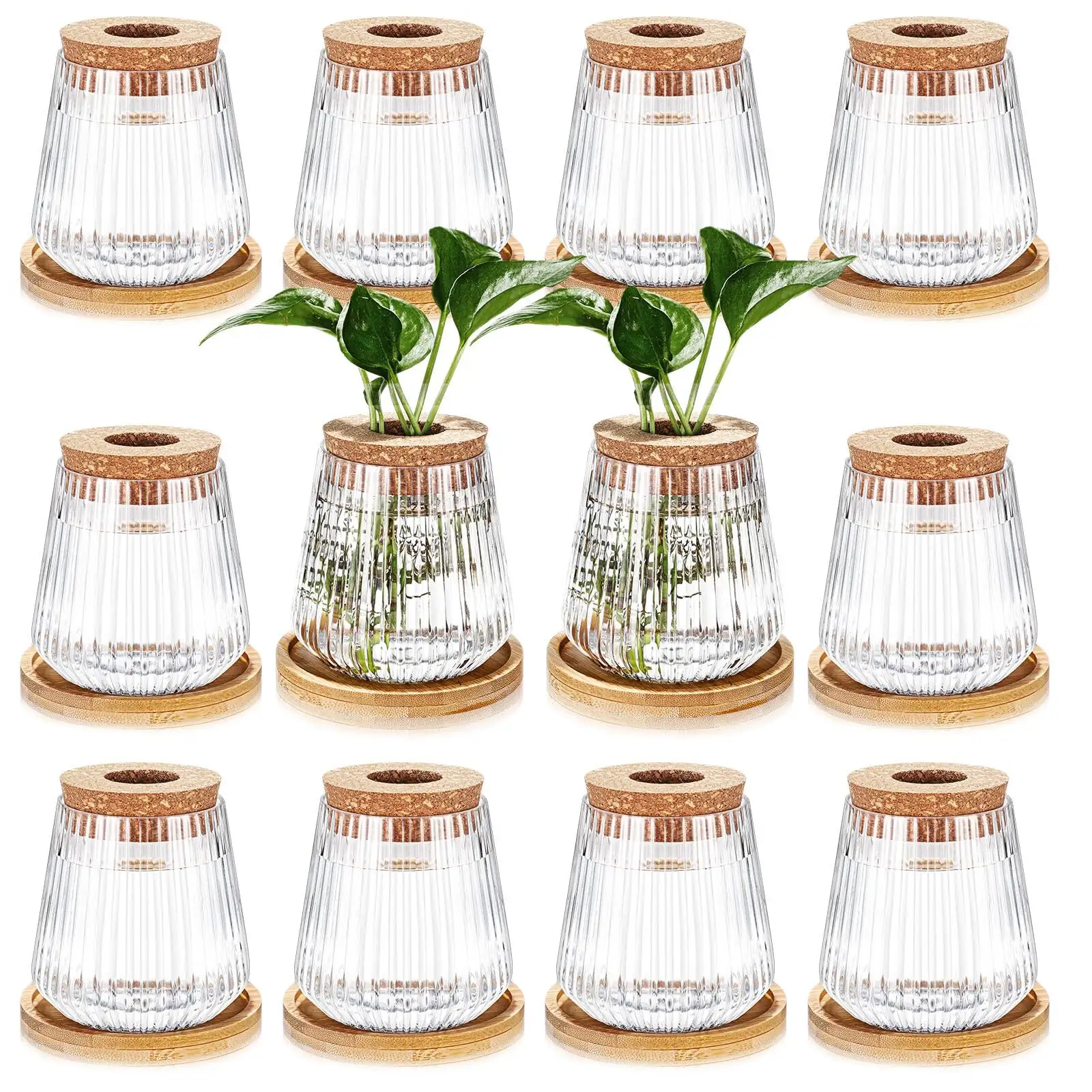 buddhist pine hydroponic glass vase
