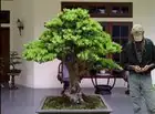 buddhist pine watering hands