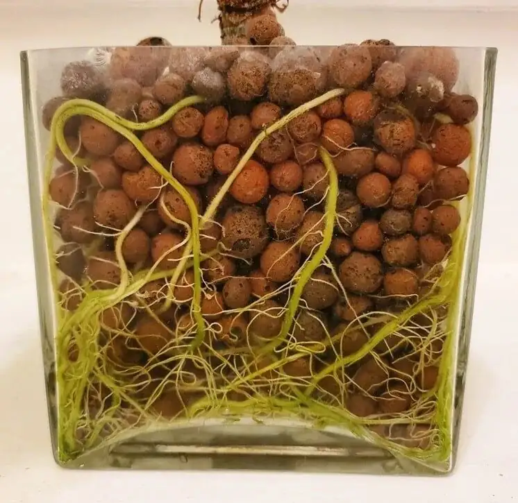 buddhist pine leca setup supplies