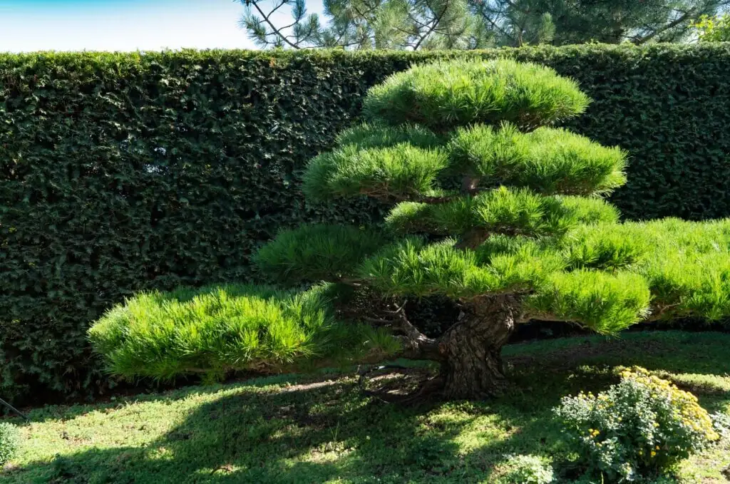 buddhist pine water roots close-up