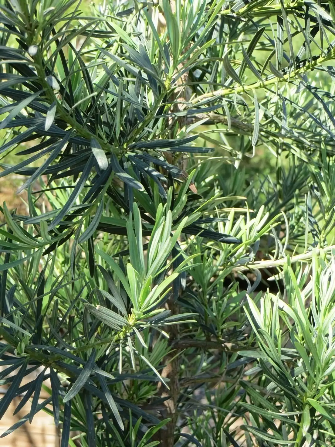 Podocarpus leaf inspection scale