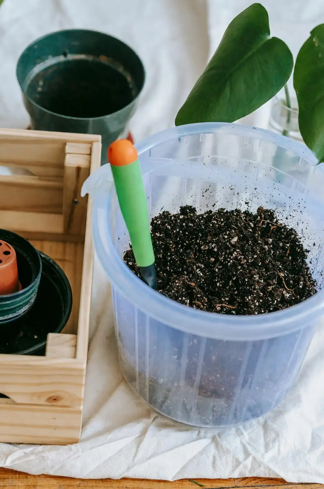 Podocarpus repotting gritty mix