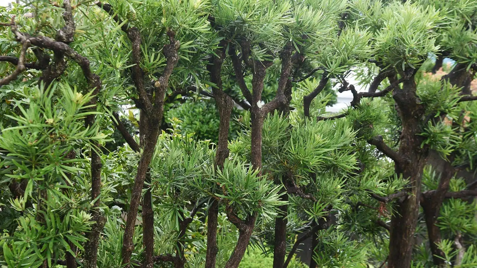 podocarpus by south window curtain
