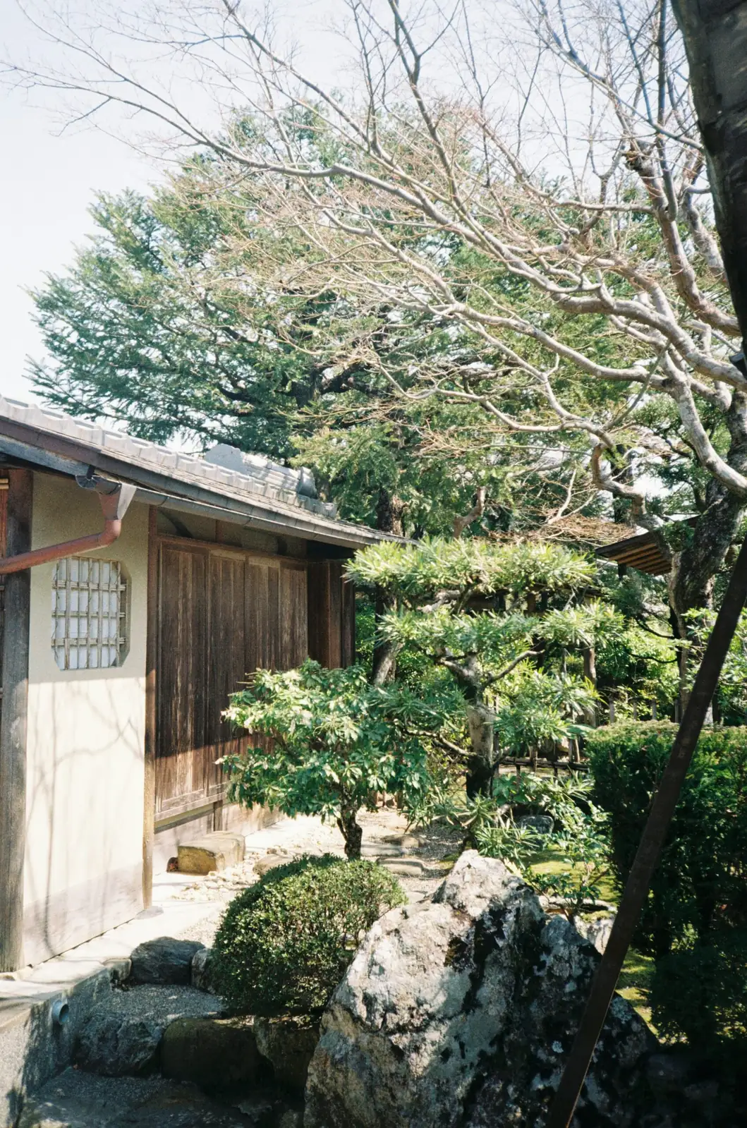 podocarpus hedge japanese garden