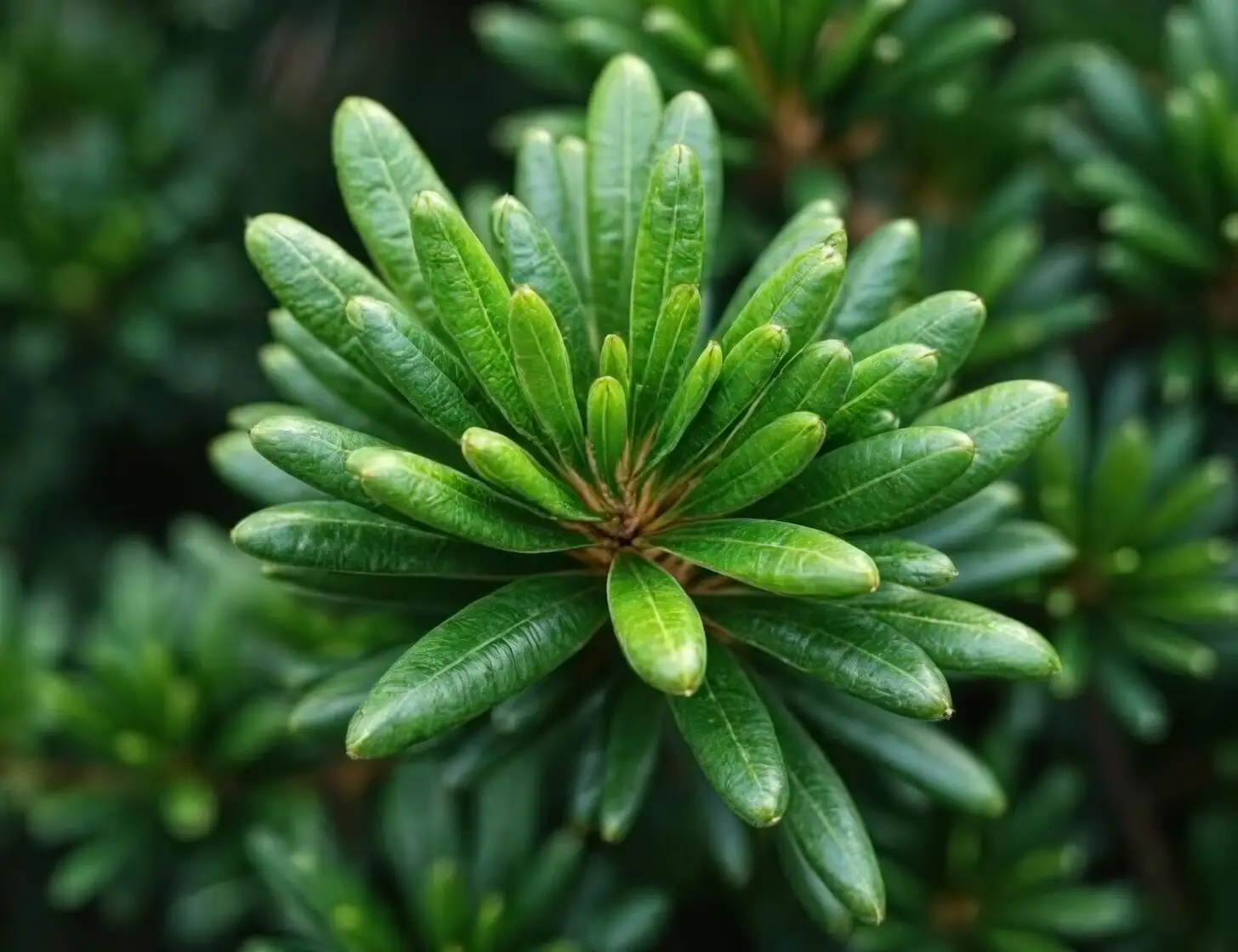 podocarpus leaves close up glossy