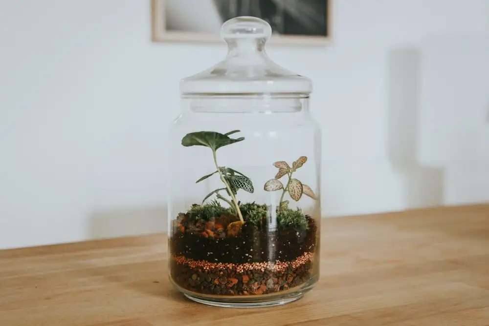 podocarpus hydroponics roots glass jar