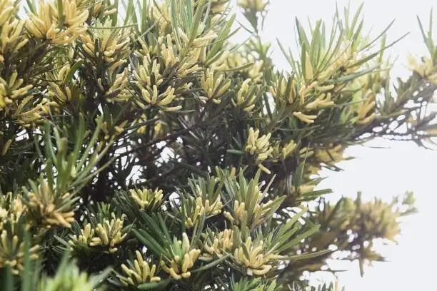podocarpus male cones close up