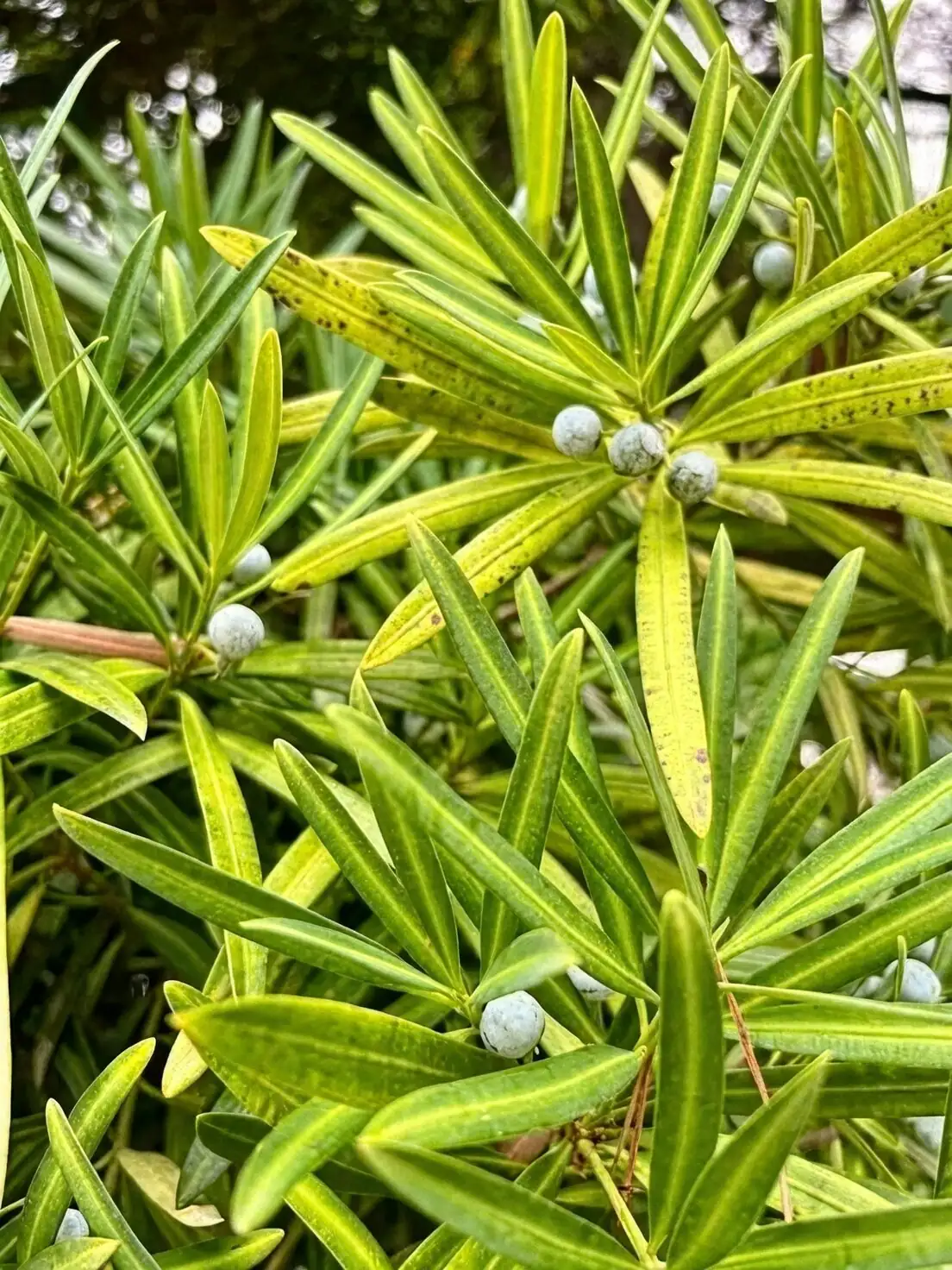 podocarpus leaves glossy close-up