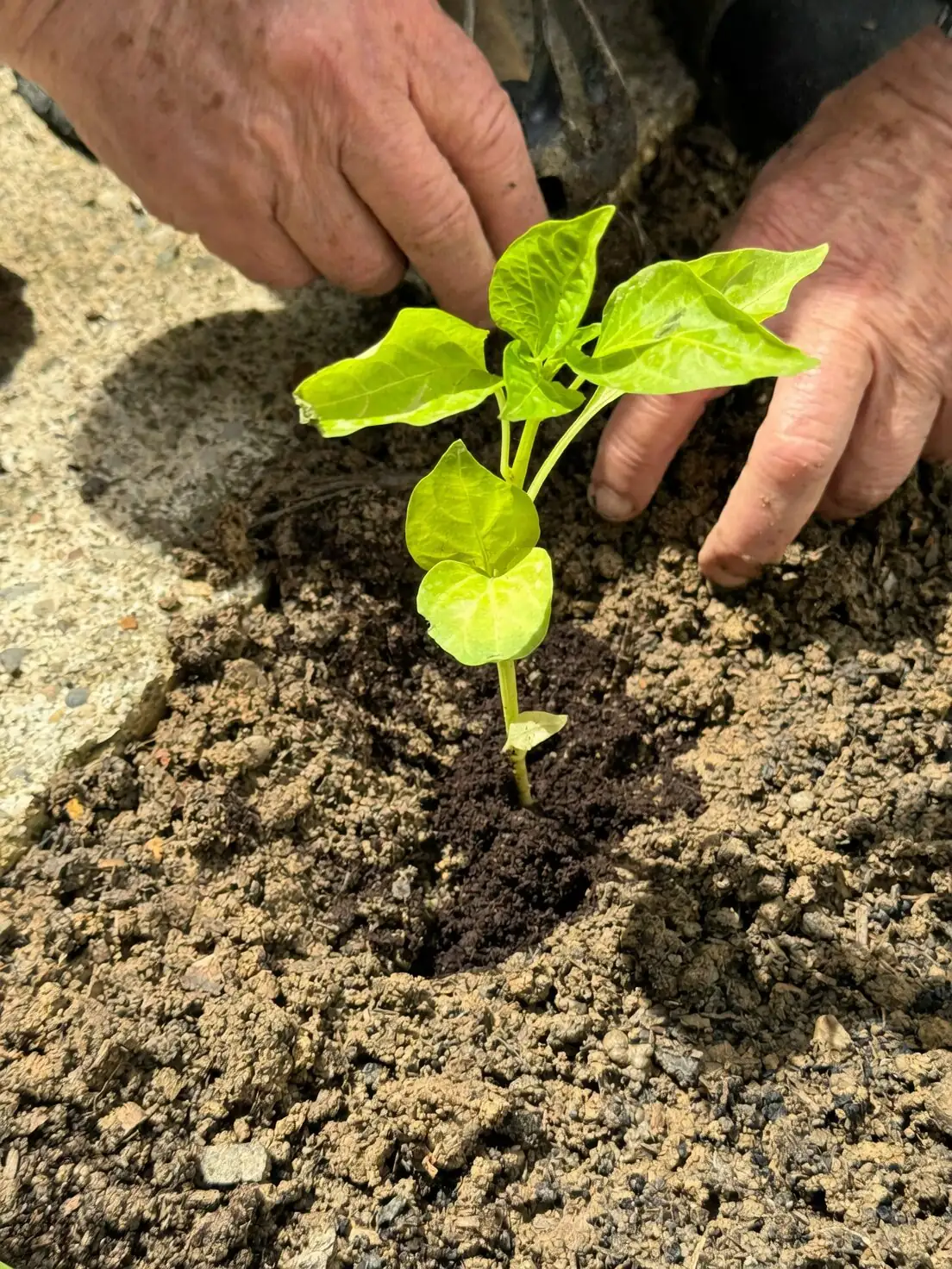 podocarpus seed cleaning hands