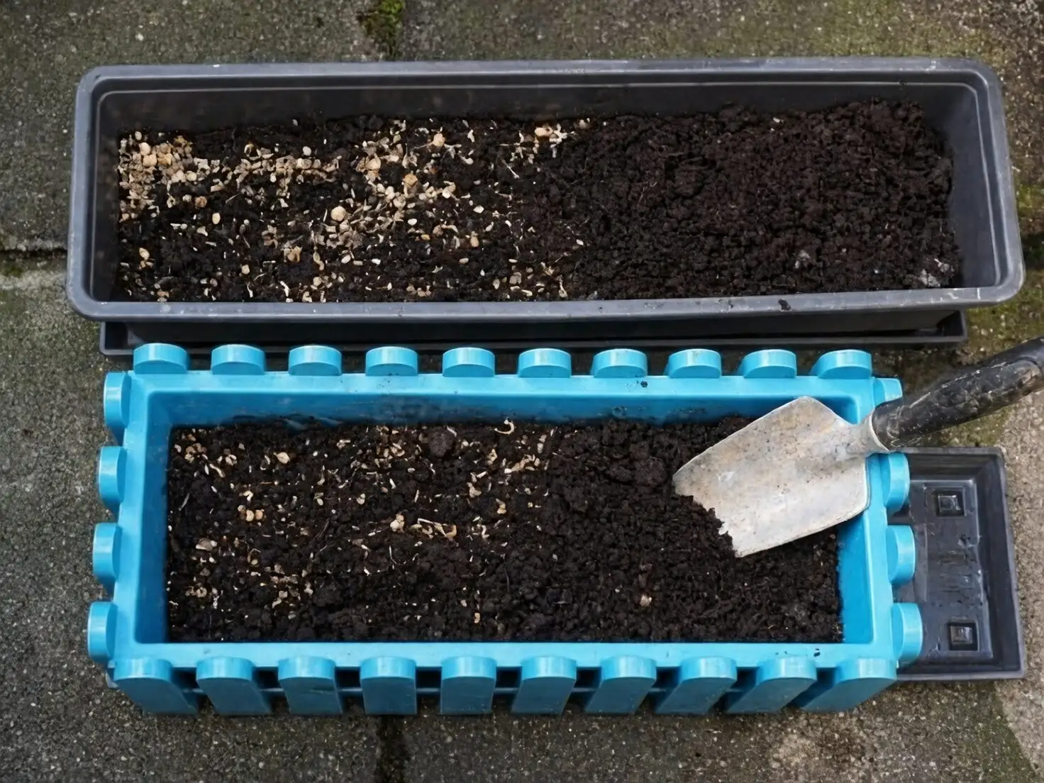 podocarpus seeds moist sand box