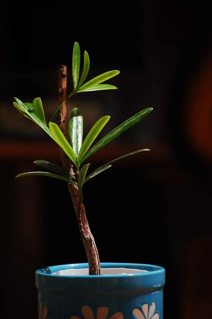 podocarpus cuttings propagation box mist